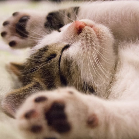 【快訊】想被貓咪踏踏嗎？Google搜索這關鍵字 滿滿療癒爪爪現身