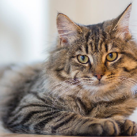 【快訊】帶毛孩出遊景點好難找？1方法查詢全台「寵物友善空間」