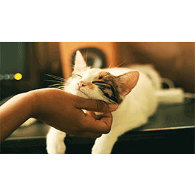 【生活新知】2/2「貓之日」由來是什麼？喵星人專屬節日，來認識全球貓咪文化！